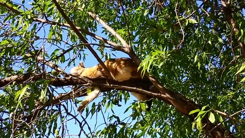 Cat sleeping on the tree Stock Footage 93399027