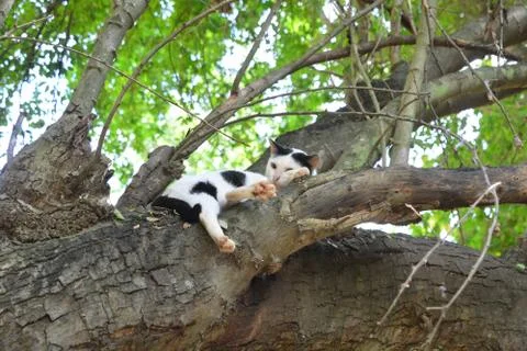 Cat sleeping on tree. Foto stock