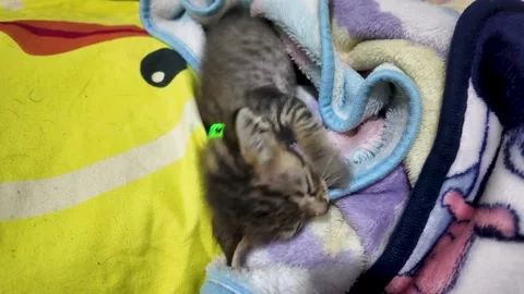 The cat is sleeping under a blanket on the bed. 動画素材 290503008