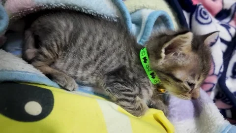 The cat is sleeping under a blanket on the bed. 動画素材 290503019