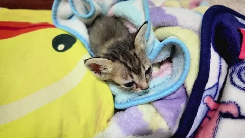 The cat is sleeping under a blanket on the bed. 動画素材 290503031