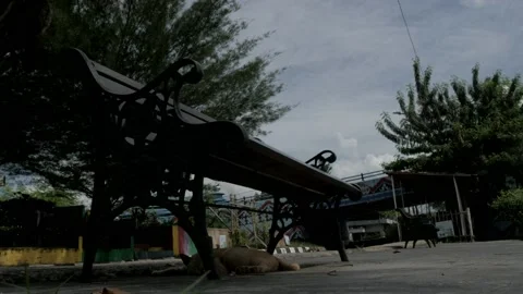 Cat sleeping under the chair in open space area of river consevation Stock Footage 132530613