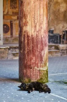 Cat sleeping under a column of an ancient Roman house in Pompeii Stock Photos