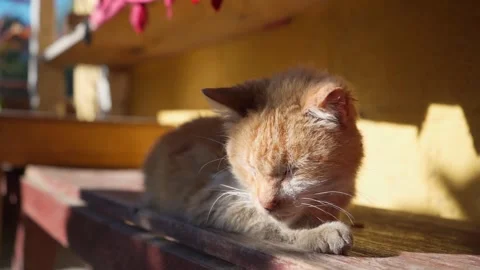 Cat sleeping under the sun Stock Footage 293659654