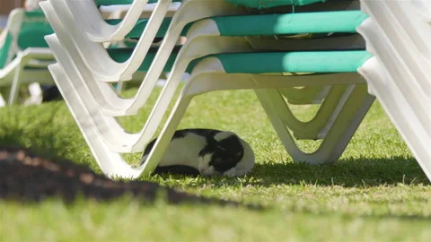 Cat sleeping under sunbed in 4k slow motion Stock Footage 92275986