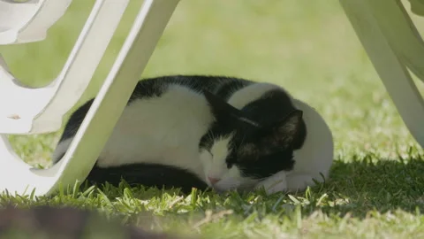 Cat sleeping under sunbed in 4k slow motion 60fps Stock Footage 93171948