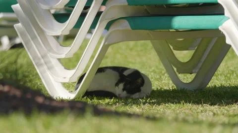 Cat sleeping under sunbed in 4k slow motion 60fps Stock Footage 114265612