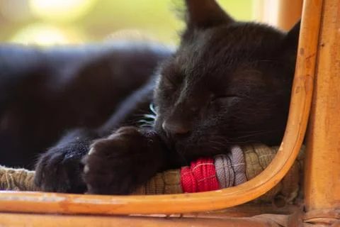 Cat sleeping under table Stock Photos