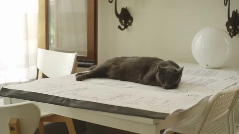Cat sleeping / waking up on blueprints (work) Stock Footage 127707532