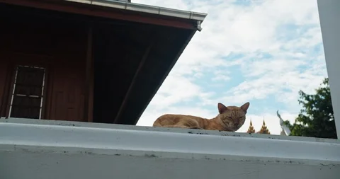 The cat is sleeping on the wall Stock Footage 115267705