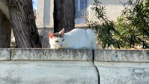 Cat sleeping on wall in the sun Stock Footage 271683730