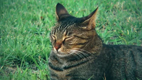 A cat is sleeping while laying in green grass Vidéo 143500033