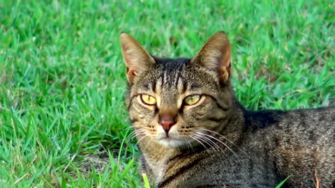 A cat is sleeping while laying in green grass Video stock 143502616