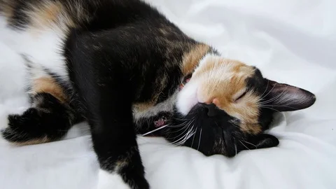 Cat sleeping on white blanket Video stock 80321433