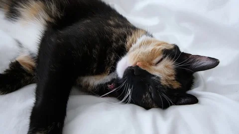 Cat sleeping on white blanket Vídeo Stock 80321451