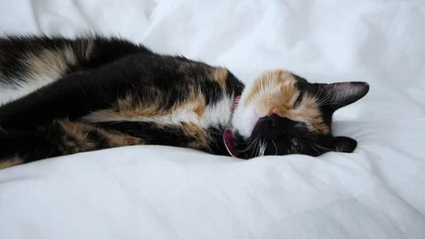 Cat sleeping on white blanket Video stock 80321473