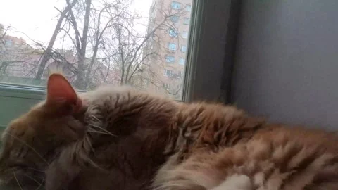 The cat is sleeping at the window Stock Footage 264482466