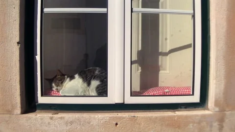 Cat Sleeping by Window – Historic Center of Lousã, Portugal Stock-Footage 335034295
