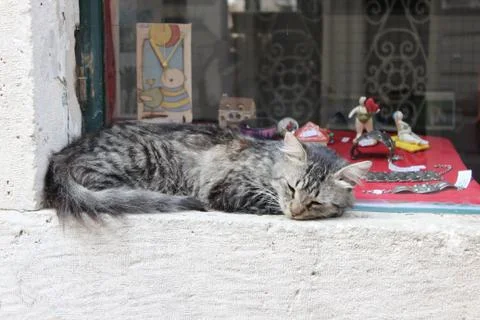 Cat sleeping on window Stock Photos