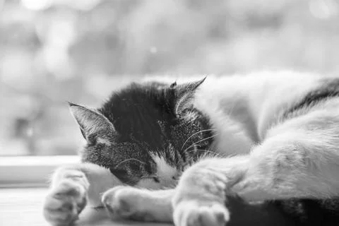 Cat sleeping in window sill Stock Photos