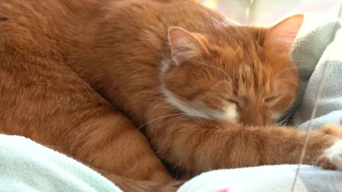 Cat sleeping on windowsill bed, cozy home and comfort lifestyle Stock Footage 330940237