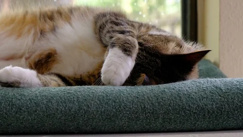 Cat sleeping on windowsill Stock Footage 108996528