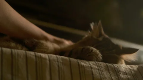 Cat sleeping, woman's hand hand petting a cat. vintage Stock-Footage 312032183