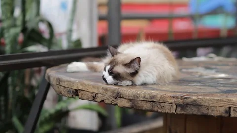 Cat Sleeping On Wooden Table 스톡 동영상 112835058
