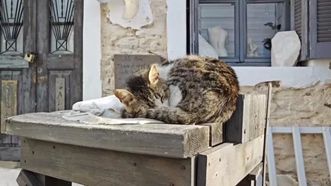 Cat sleeping on a wooden table in greece Stock Footage 285383576