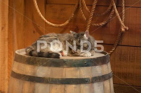Cat sleeping on wooden wine barrel Stock Photos