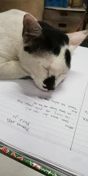 Cat sleeping on a work report book Foto stock