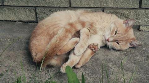 Cat Sleeping in the Yard Vídeo Stock 65786269