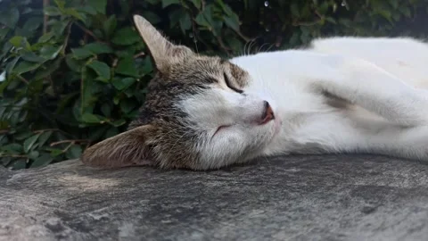 Cat sleeping in the yard Stockbeeldmateriaal 244109246
