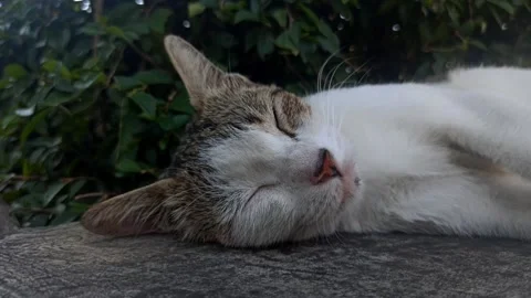 Cat sleeping in the yard Stockbeeldmateriaal 244109270