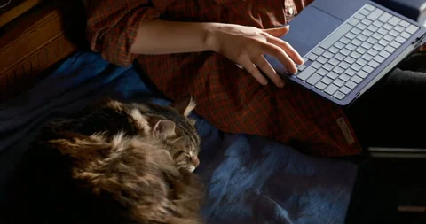 Cat sleeps about student or freelancer studies on a modern laptop Video stock 336512465