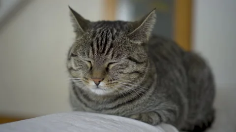 The cat sleeps and wakes up Stock Footage 227372601