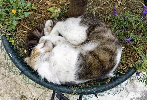 Cat sleeps in basket under a tree in a garden during the daytime, resting o.. Stock Photos