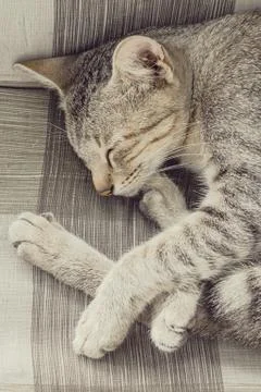 A cat sleeps on bed Stock Photos
