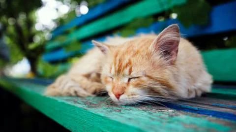 The cat sleeps on a bench 스톡 사진