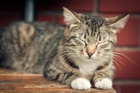 The cat sleeps on a Bench Stock Photos