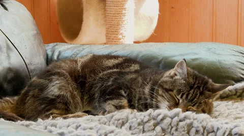 Cat sleeps on blankets Stock Footage 54778758