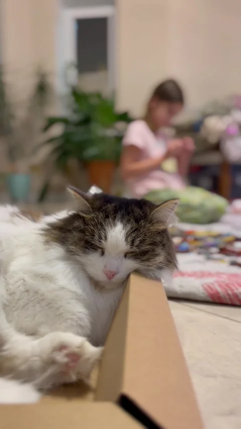 The cat sleeps in a box Stock Footage 296999029