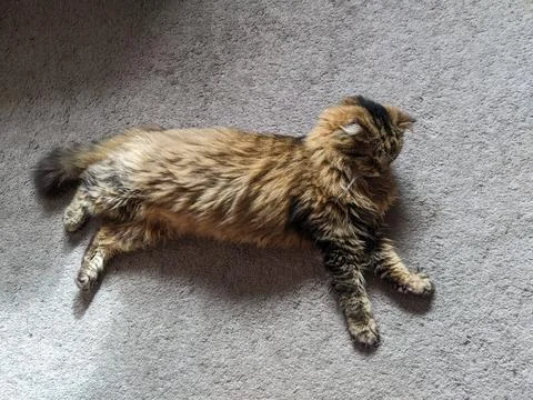 A cat sleeps on a carpet floor Stock Photos