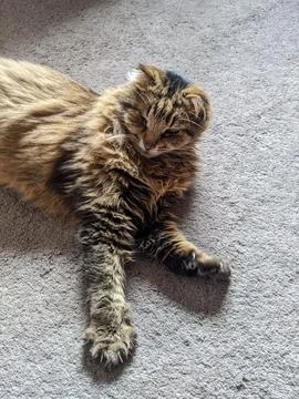 A cat sleeps on a carpet floor Stock Photos