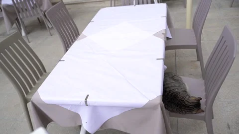 The cat sleeps on a chair in an empty cafe. Stock Footage 256038567