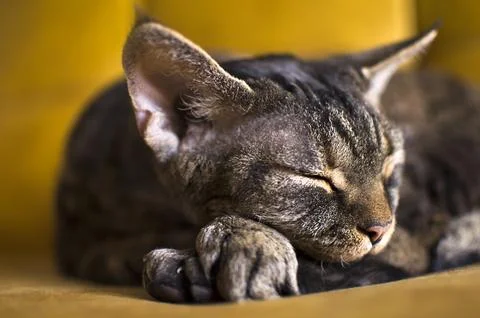 The cat sleeps on the couch Stock Photos