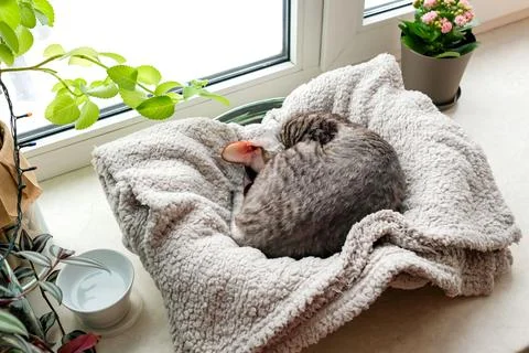 The cat sleeps in a couch on the windowsill Stock Photos