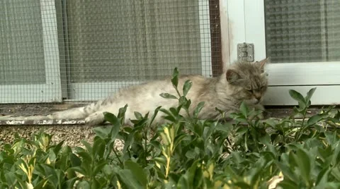 Cat Sleeps on an edge of a Window Stock Footage 22383982