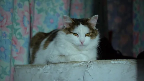 The cat sleeps Stockbeeldmateriaal 84217724