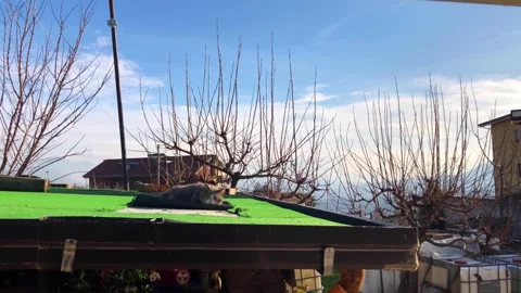 Cat sleeps Stock-Footage 145411614